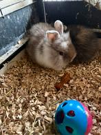 jonge dwergkonijnen, Dieren en Toebehoren, Konijnen, Meerdere dieren, Dwerg, 0 tot 2 jaar