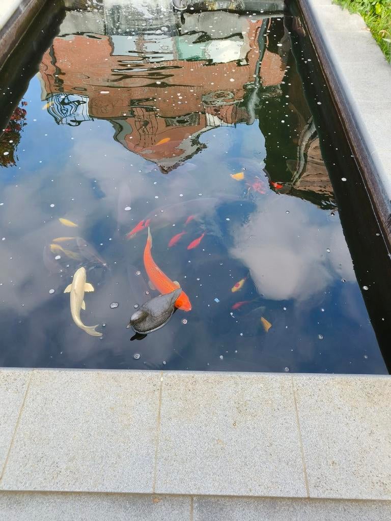 Kooi's, Dieren en Toebehoren, Steur