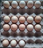 Broedeieren, Dieren en Toebehoren, Pluimvee