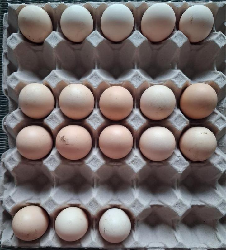 Broedeieren, Animaux & Accessoires, Volatiles