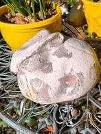 Lapin de Pâques, Enlèvement ou Envoi