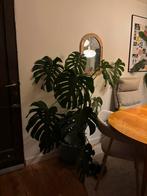 Grote Monstera, Huis en Inrichting, Kamerplanten, Ophalen, In pot, 150 tot 200 cm