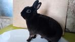 Rex dwerg in zwart, Dieren en Toebehoren, Konijnen, Dwerg