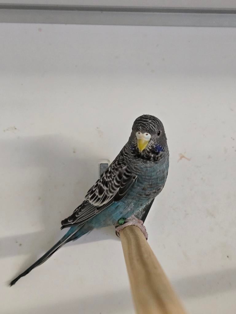 Split blackface x blackface, Dieren en Toebehoren, Vogels | Parkieten en Papegaaien