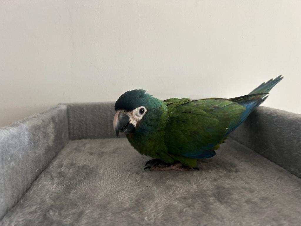 Bébé ara maracana, Animaux & Accessoires, Oiseaux | Perruches & Perroquets, Perroquet, Domestique