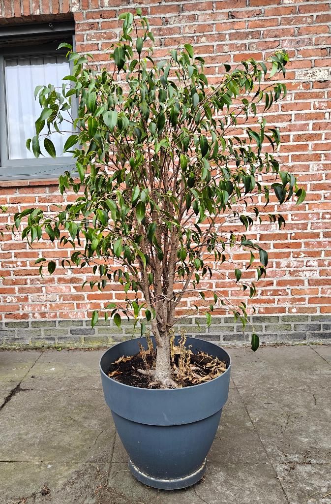Ficus met pot op wieltjes, Huis en Inrichting, Kamerplanten, Ophalen, Ficus, 100 tot 150 cm, Halfschaduw