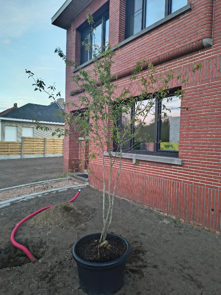 Amelanchier lamarckii meerstammig 250cm (krentenboom), Tuin en Terras, Planten | Bomen, In pot, Halfschaduw, Lente, 250 tot 400 cm