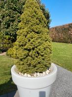 Tuinpot met plant, Tuin en Terras, Planten | Bomen, Ophalen, Overige soorten