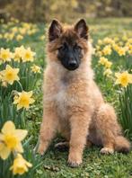 Chiot berger de Tervuren, Chienne, Plusieurs, Hépatite contagieuse (maladie de Rubarth), Belgique