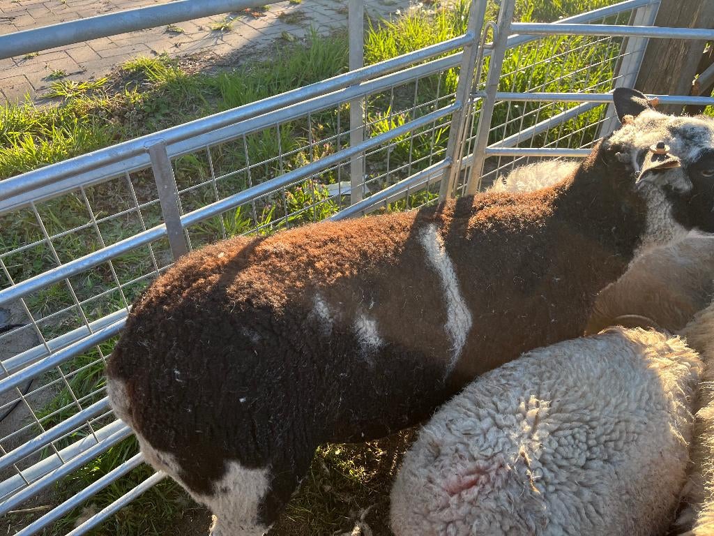 jaarling ooien, Dieren en Toebehoren, Vrouwelijk, Schaap, 0 tot 2 jaar