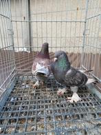 Takla koppel, Dieren en Toebehoren, Vogels | Duiven