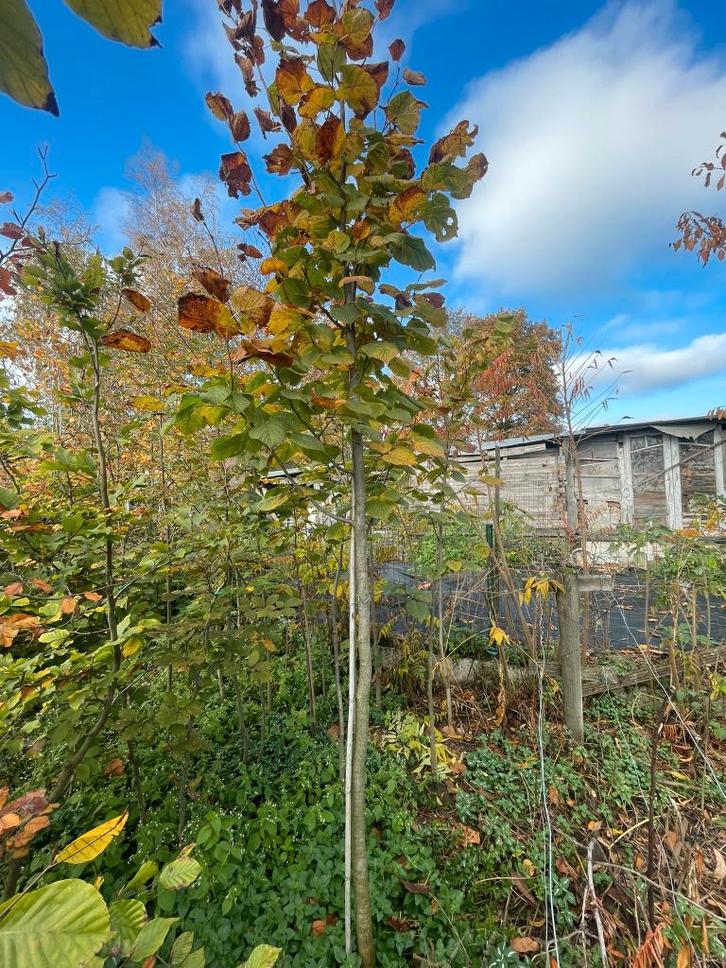 Linde, Tuin en Terras, Planten | Bomen, Ophalen