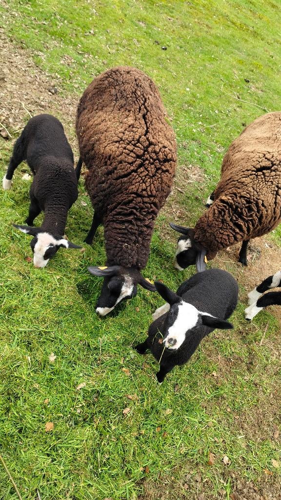Zwartbles ramlammeren, Mâle, Mouton, 0 à 2 ans