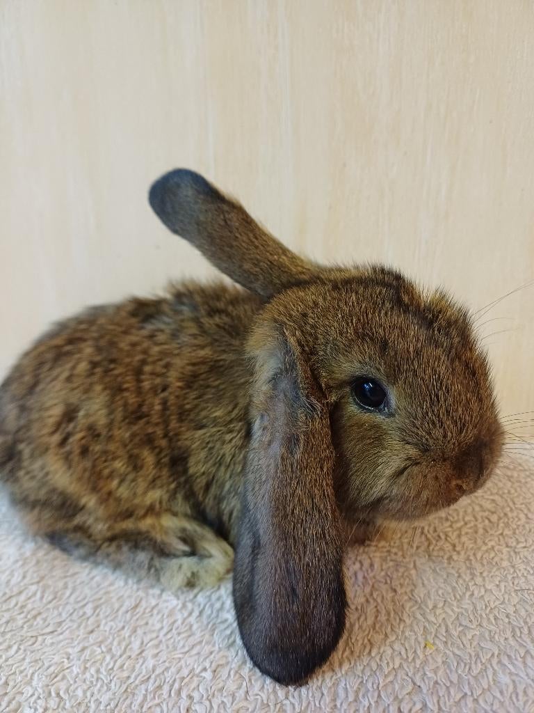 Wildkleur voedster franse hangoor, Femelle, Grand, Oreilles tombantes, 0 à 2 ans