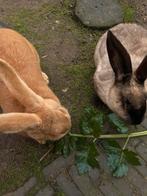 2 prachtige vlaamse reuzen, Meerdere dieren, Groot, 0 tot 2 jaar