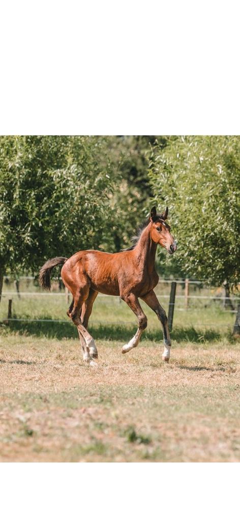 Jaarling Taloubet Z, Springpaard, Met stamboom, 0 tot 2 jaar, Hengst