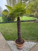 Palmboom winterhard, Tuin en Terras, Halfschaduw, Lente, 250 tot 400 cm, Palmboom