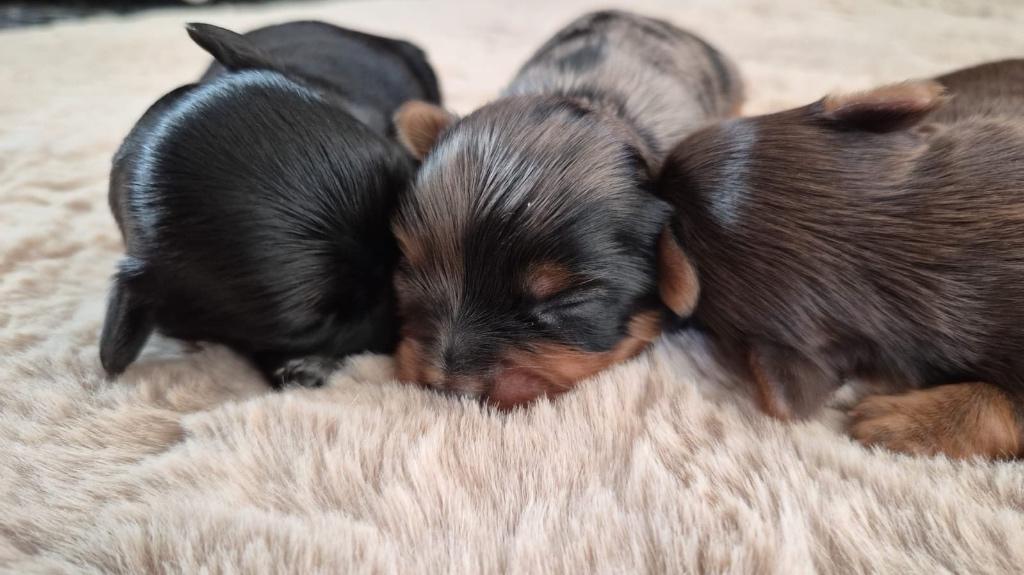 Extrêmement rare femelle Blueberry Yorkshire terrier, Fokker | Hobbymatig, 8 tot 15 weken, Buitenland, Meerdere