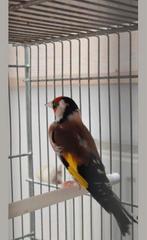 Goldfinches kaart, Ophalen