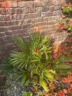 Petit palmier nain, Autres espèces, Ne fleurit pas, Plein soleil, Enlèvement