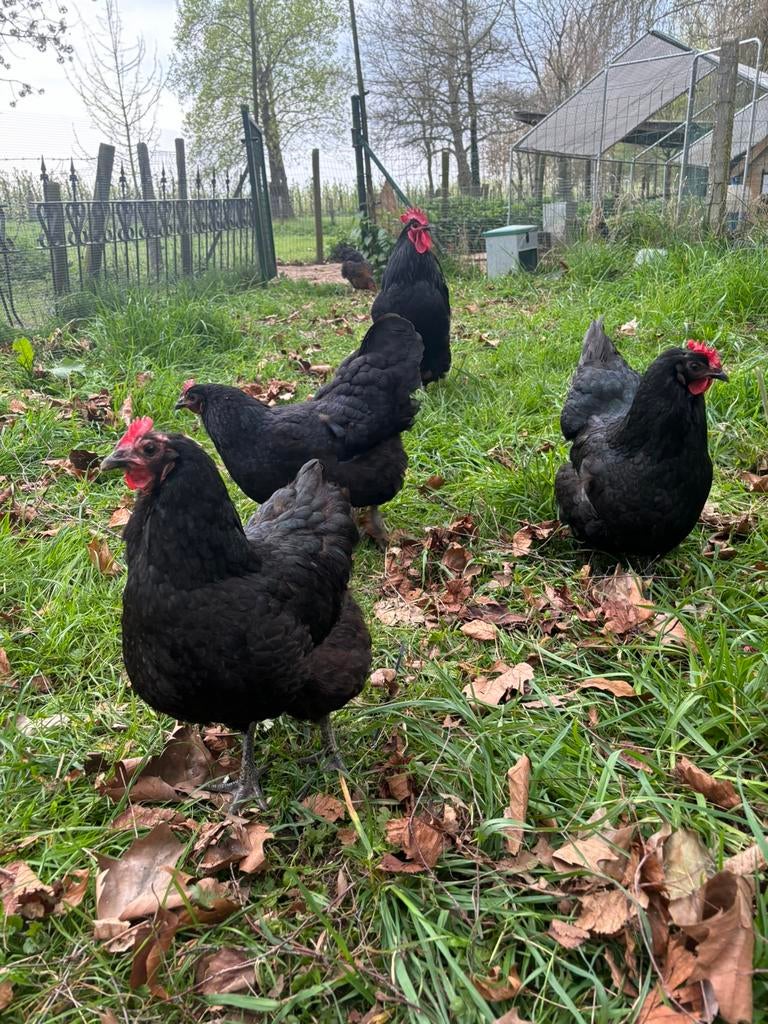 Œufs à incuber de race Australorp, Poule ou poulet
