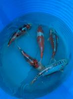 Japanse koi 20-25cm, Dieren en Toebehoren, Vissen | Vijvervissen, Karper of Koi