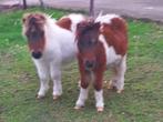 2 shetland hengstjes, Dieren en Toebehoren, Pony's