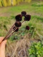 Droge echinacea, Tuin en Terras, Ophalen