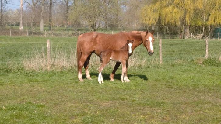 Veelbelovend spring veulen met top afstamming, Dieren en Toebehoren, Paarden, Hengst, Niet van toepassing, 165 tot 170 cm, 0 tot 2 jaar