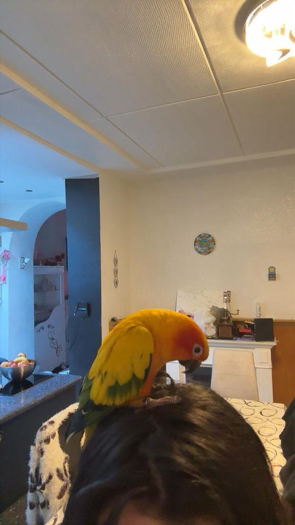 Conure soleil EAM, Offres d'emploi, Emplois | Bâtiment