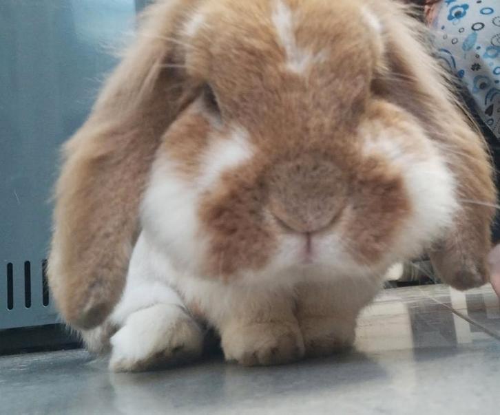 Tamme konijn van 6 jaar te koop – €20

Zeer lief en sociaal, Dieren en Toebehoren, Konijnen, Middelgroot, Mannelijk, 6 tot 8 jaar