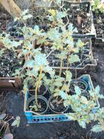 Hulst planten, Enlèvement, Houx, Haie, Moins de 100 cm