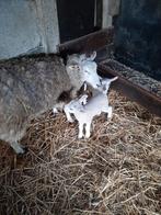 Schaap met lammetjes, Dieren en Toebehoren, Schapen, Geiten en Varkens, Schaap