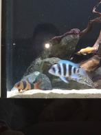 Deux botia a vendre 40 euro les deux