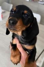 Prachtige black & tan dwergteckel pups, Dieren en Toebehoren, Parvo, België, 8 tot 15 weken, Korthaar