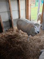 1 ooi te koop, Dieren en Toebehoren