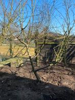 Grote Jonagold appelboom, Ophalen, 100 tot 250 cm, Halfschaduw, Appelboom