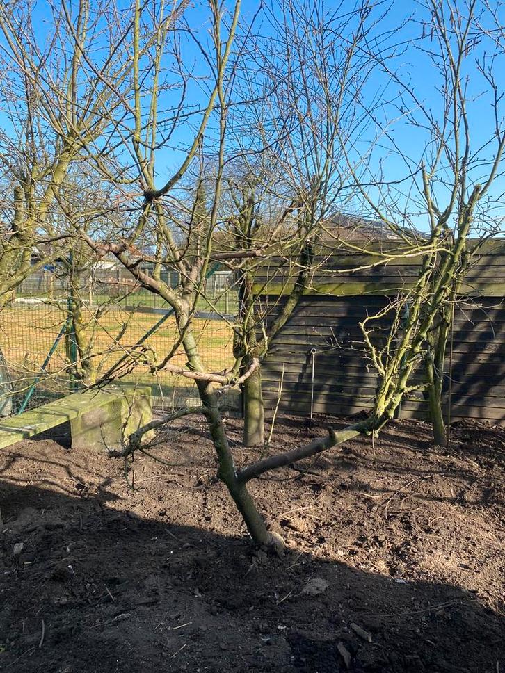 Grote Jonagold appelboom, Tuin en Terras, Planten | Fruitbomen, Appelboom, 100 tot 250 cm, Halfschaduw, Ophalen