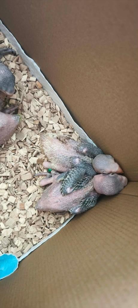 Grand Alexandre, Enlèvement, Neuf