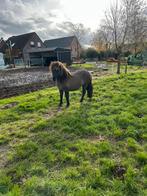 Shetland merrie, Merrie