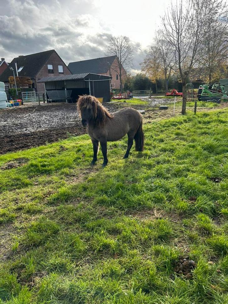 Shetland merrie, Animaux & Accessoires, Poneys, Jument