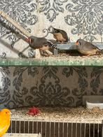 Zebra vinken 2€per stuck