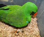NG Edelpapegaai, Mâle, Perroquet, Bagué