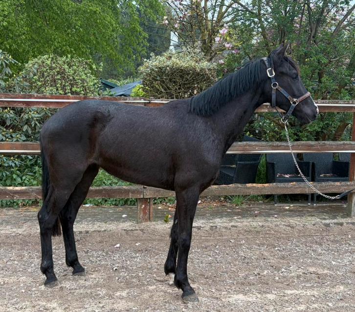 Jolie jument de 2 ans, Animaux & Accessoires, Chevaux, Jument, Non dressé, 165 à 170 cm, 0 à 2 ans, Cheval de dressage, Avec pedigree