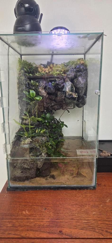 Planted paludariums, Animaux & Accessoires, Reptiles & Amphibiens | Accessoires, Enlèvement ou Envoi