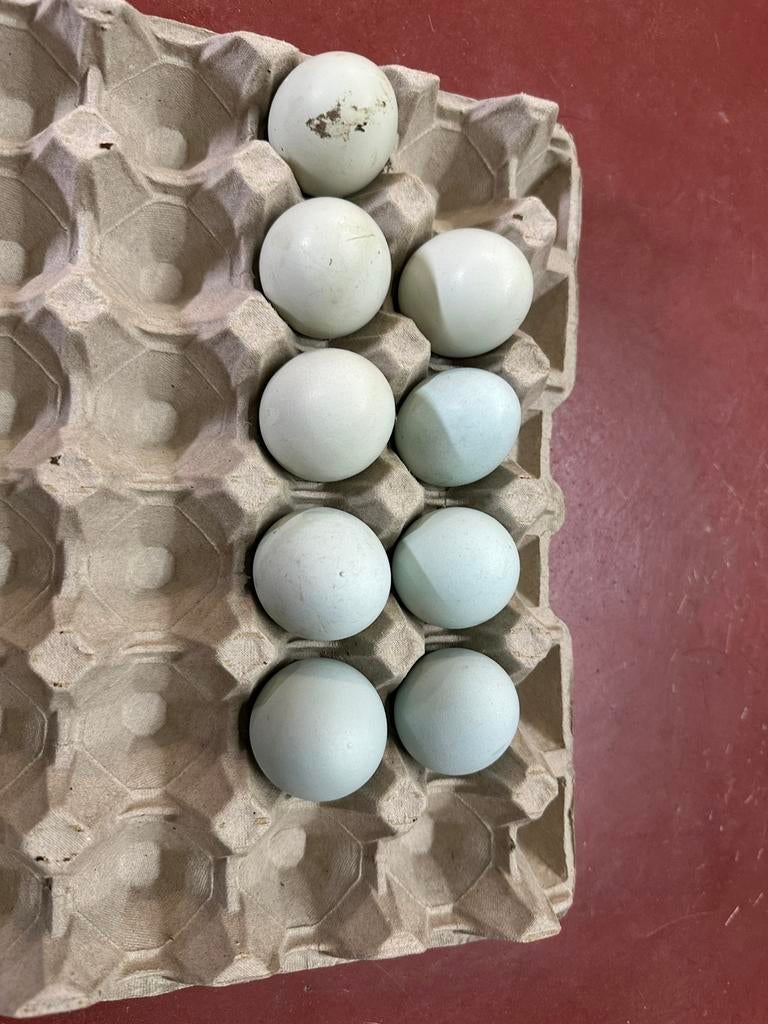 Broedeieren van mix kippen, Dieren en Toebehoren, Kip