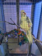 2 mooie valkparkietjes met kooi, Dieren en Toebehoren, Vogels | Parkieten en Papegaaien, Tam
