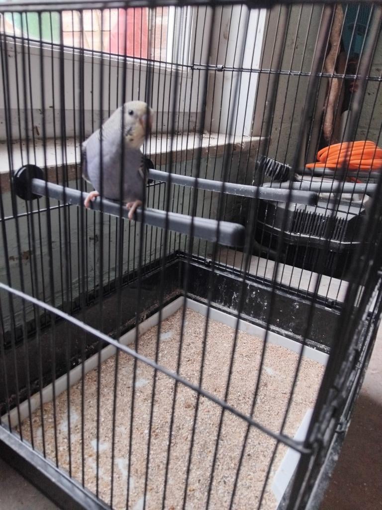 Gewoon grasparkiet parse blauw, Dieren en Toebehoren, Vogels | Parkieten en Papegaaien, Geslacht onbekend, Parkiet