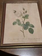 2 Gravures Pierre Joseph Redouté, Enlèvement ou Envoi