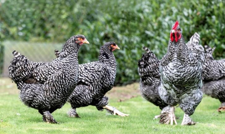 Œufs à incuber du coucou de Malines